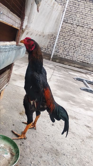 Dakang kechki zoti tayin