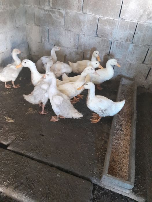 Продам утак ,гусят утят