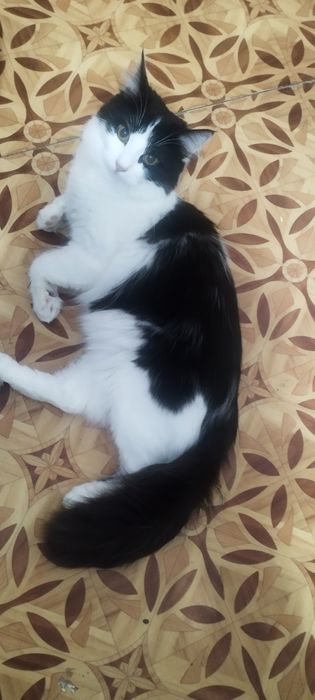 Отдам котят девочек  Срочно нужен Дом