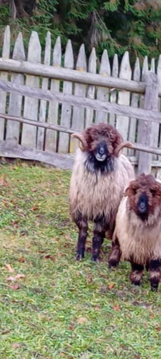 Vând sau schimb berbec!!