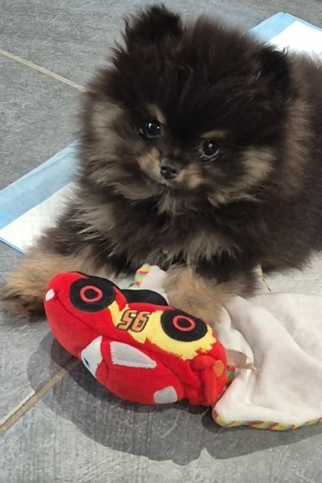 Продается щенок щпица