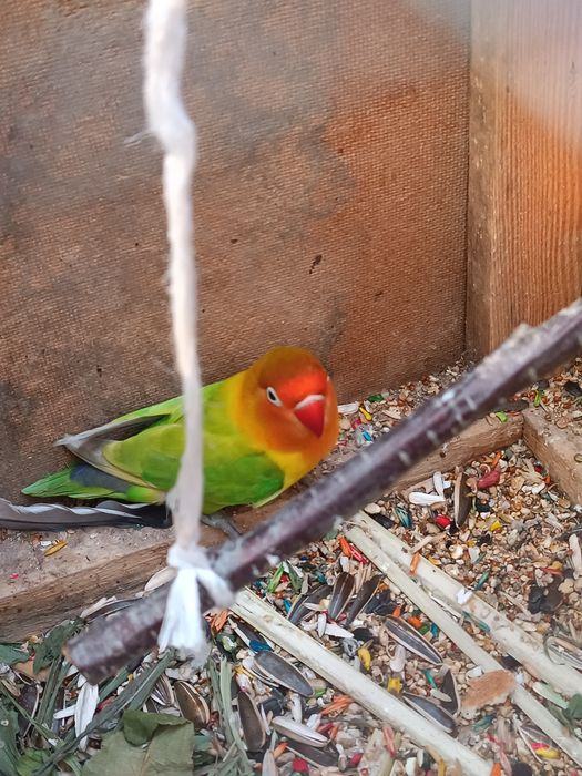 Toti sotiladi totiqush
