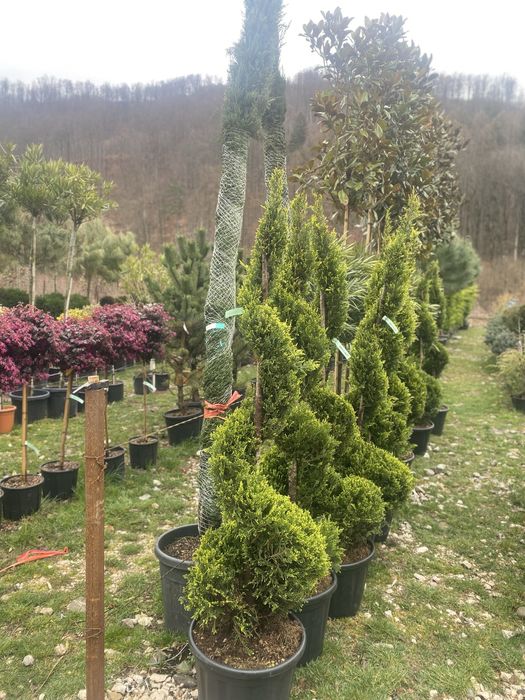 Cupressocyparis Leylandii