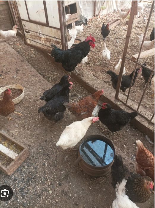 Brama tovuqlari sotiladi