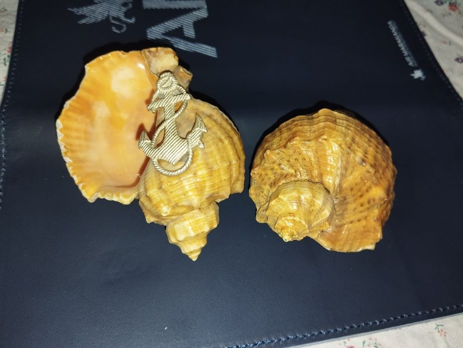 Ракушки для аквариума