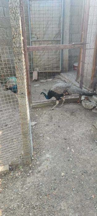Мъжки индийски паун
