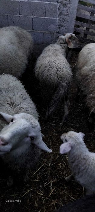 три мъжки шилета