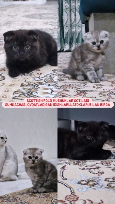 Scottish fold mushuklari sotiladi sumkasi blan