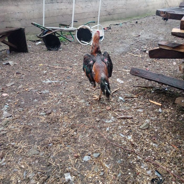 Продам яйца дакана