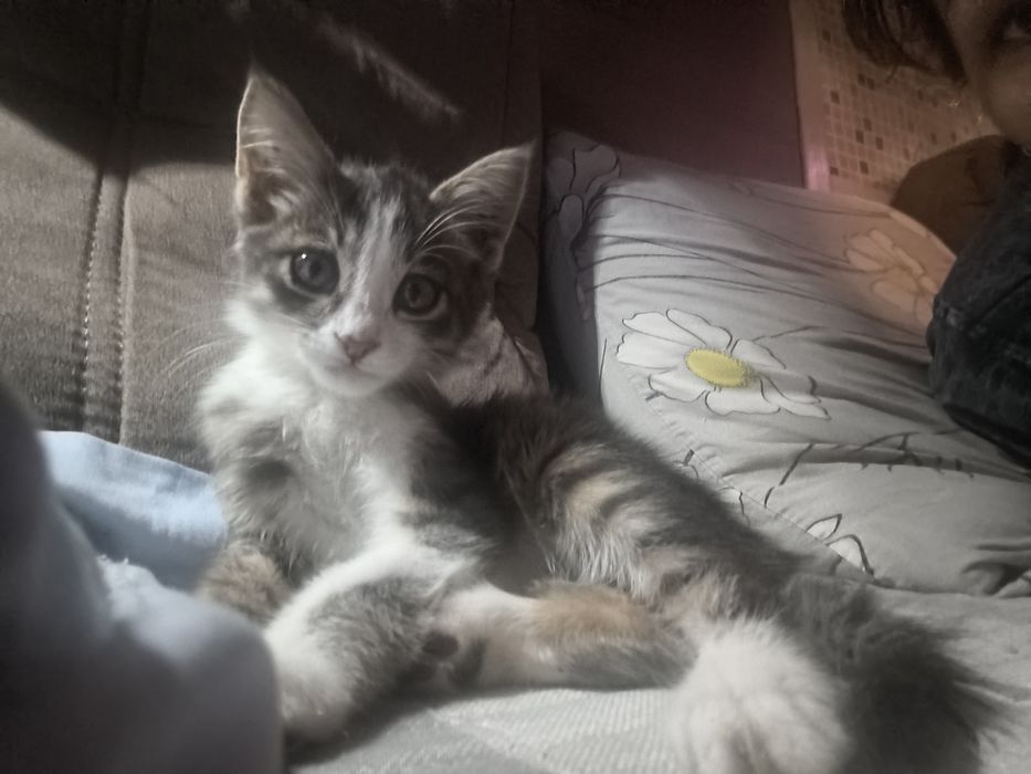 Отдам котёнка в добрые руки.