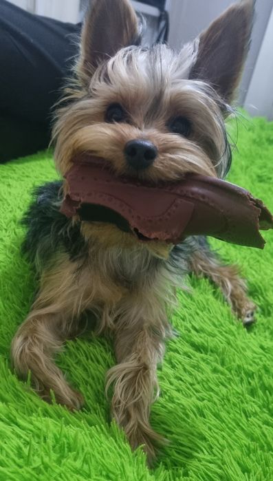 Вязка йорк мальчик