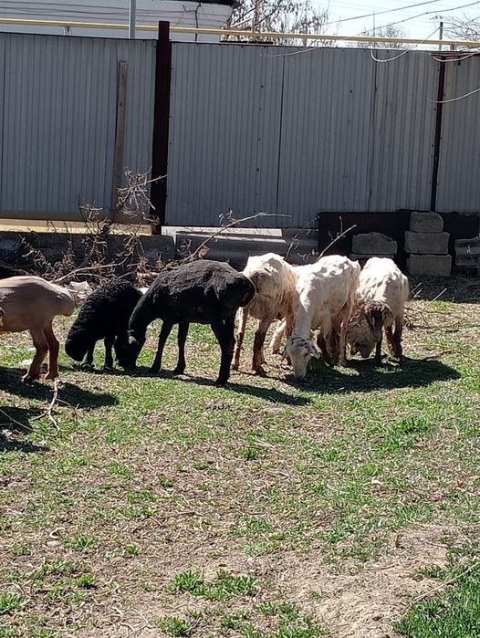 Койлар  сатылады