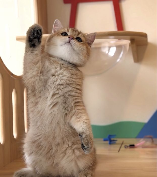 Британские котята шиншиллы