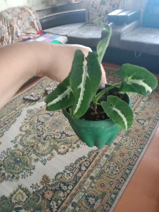 Продам цветочки...