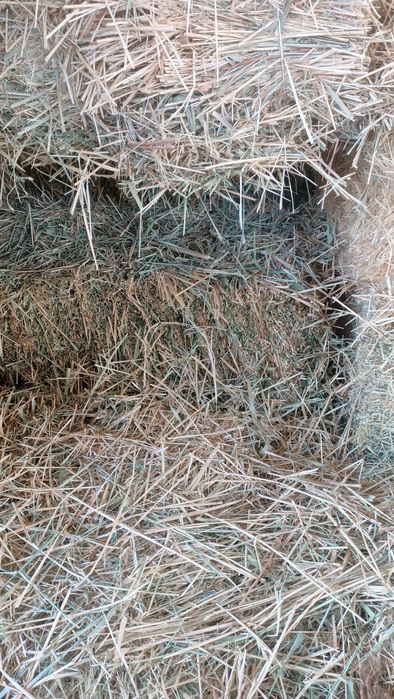 Шоп сатылады  кодра арпа данымен 3-5кг шоп