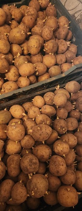 Продам семейной картофель