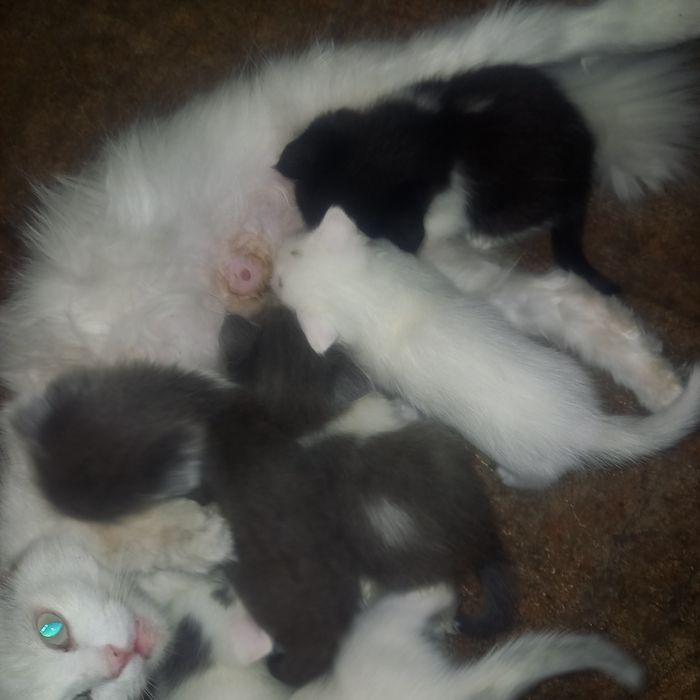 Котята 1,5 месяца