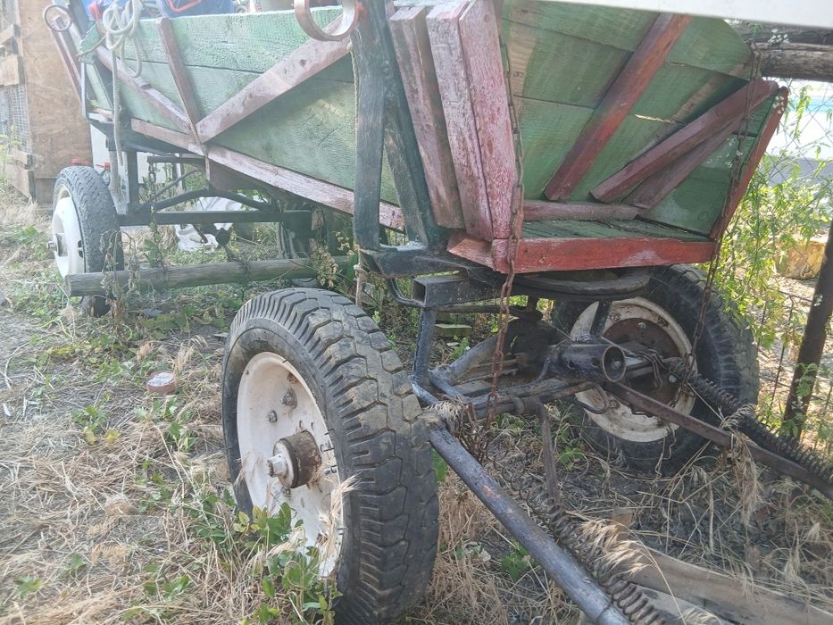 Ponei femele, mamă și fiice