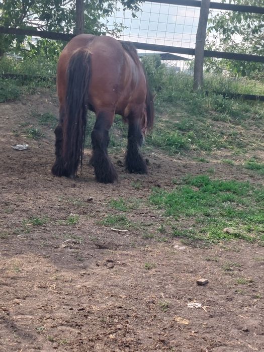 Armasar de monta.deosebit de frumos. Cu produsi pe masura lui!!