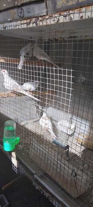 Диамантени гугутки