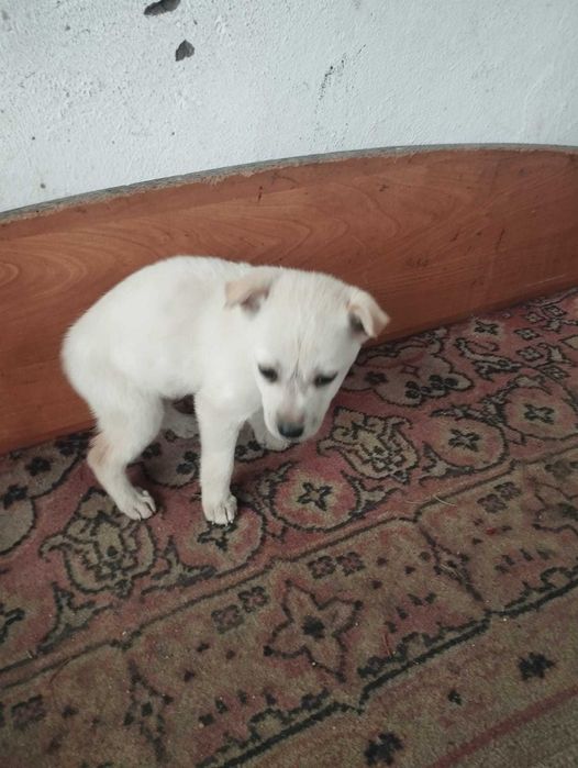 Белый щенок в добрые руки