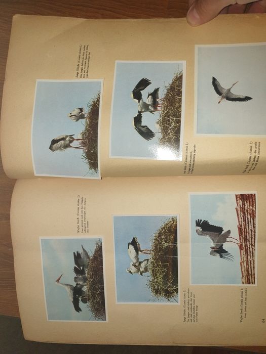 Helmut Handrick 1945 -cu camera foto prin  flora și fauna nativa