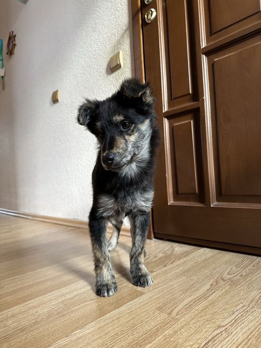 Ищем дом для щенка 4 мес