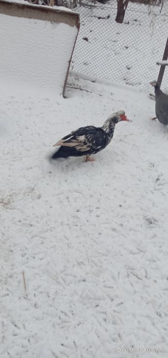 Индоутки пара. Индоутки.