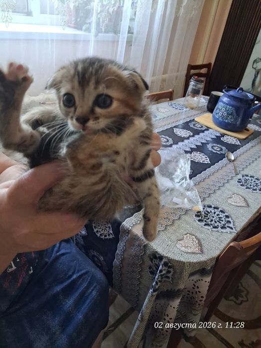 Продам веслоухих котят
