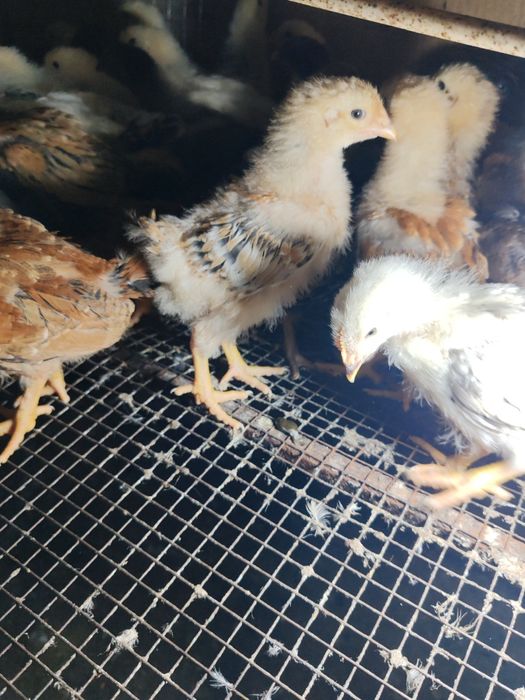 Продам домашних цыплят