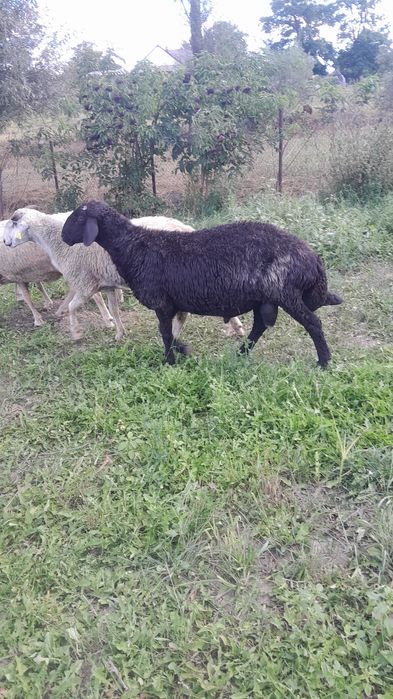 Berbec Caracul Negru