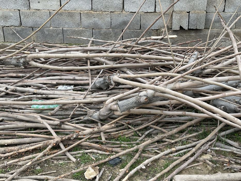 Отын агаштар бесплатно