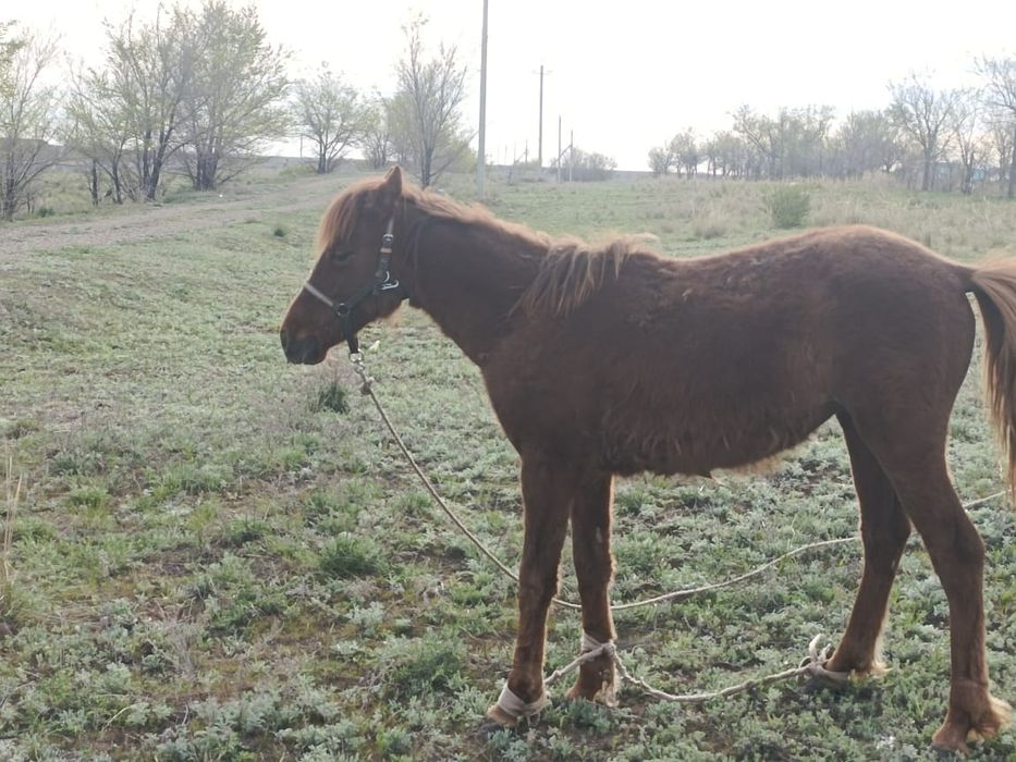 Ургашы тай бар сатылады