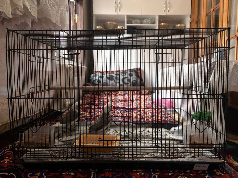 Продам попугаев с клеткой