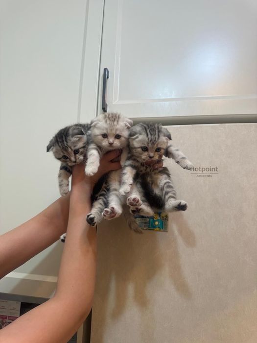 Шотландские вислоухие котята!