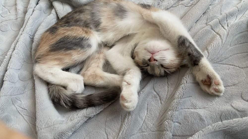 Котёнок в добрые руки
