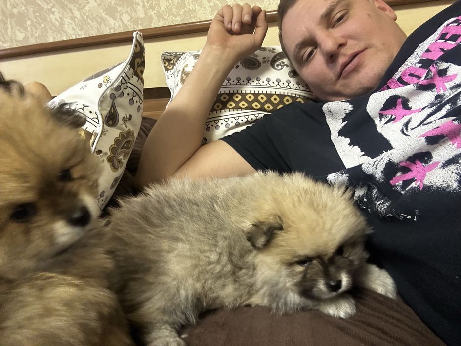 Шинки Шпиц продам породистые