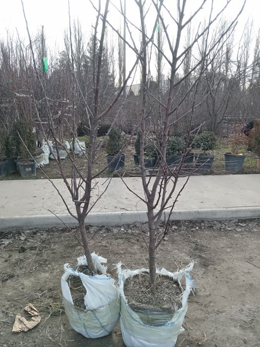Mevali va dikrativni daraxtlar
