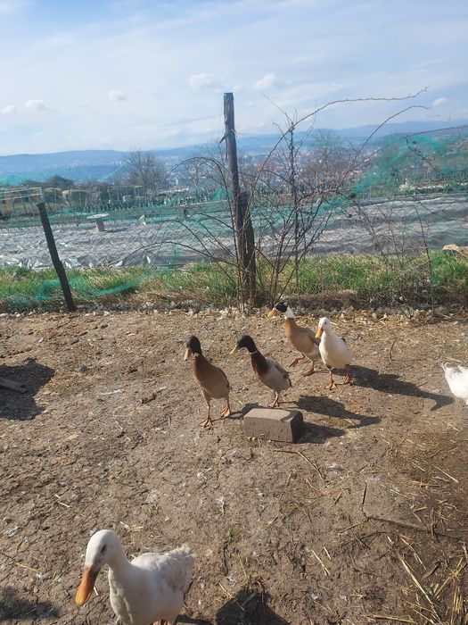 Ratoi indiana alergatoare