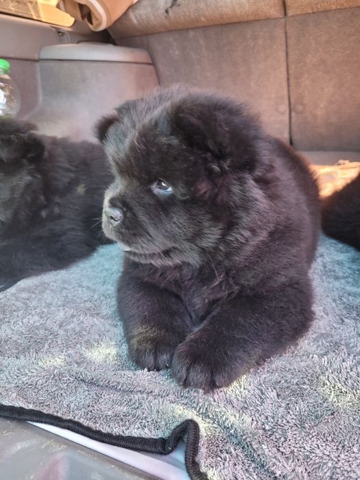 Милые мишки ЧАУ-ЧАУ