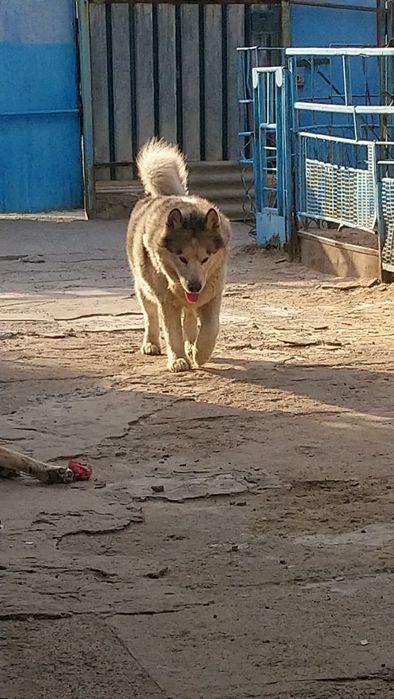 Аляскинский маламут