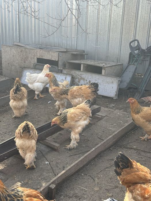 Брама палевая петушки