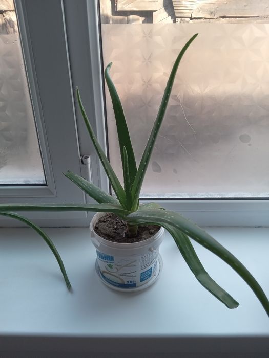 Продам алоэ ВЕРА,от 3лет до 8лет им