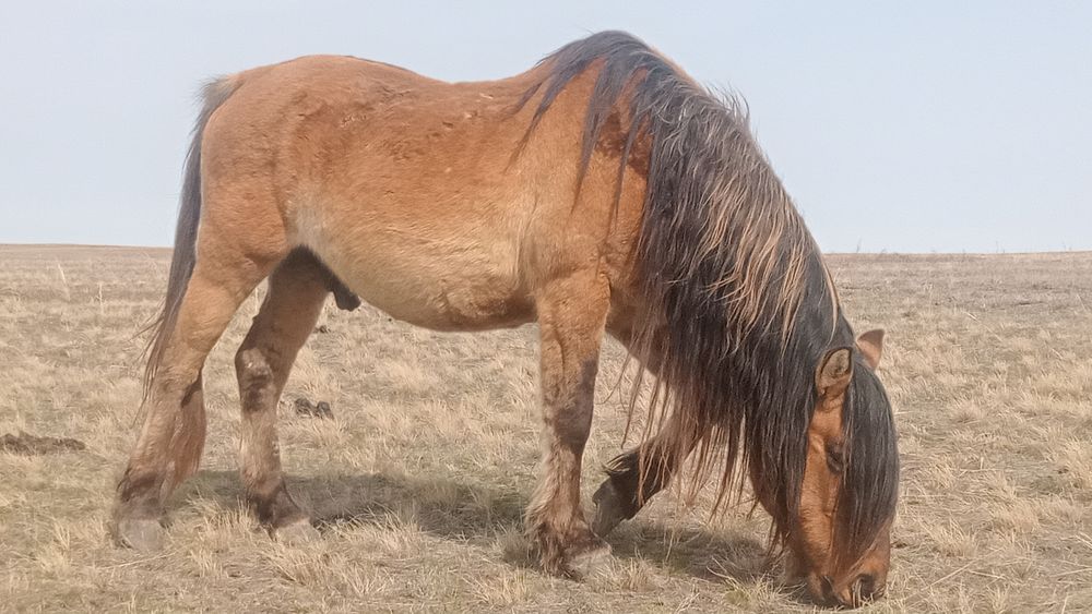 Мз айғыр сатылады