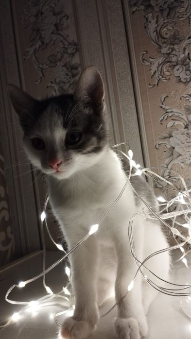 Отдам кота бесплатно