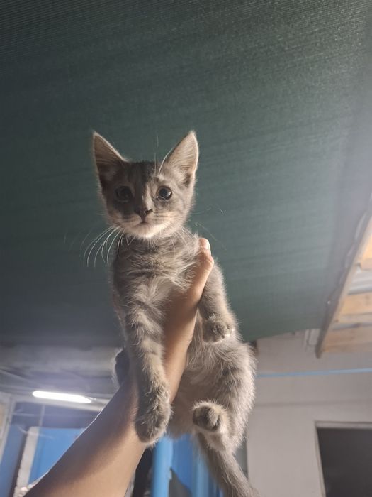 Отдам котят в хорошие руки