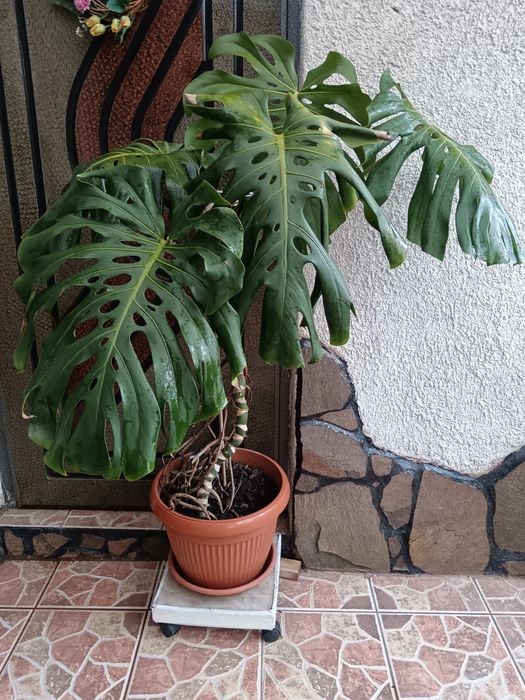 Planta Philodendron