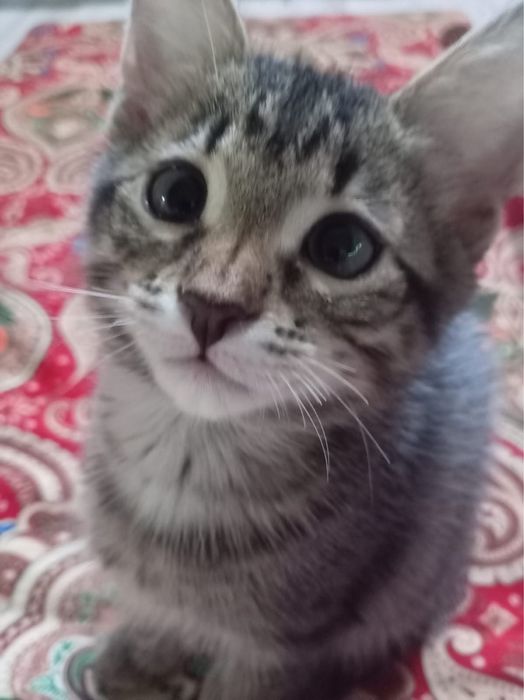 Отдам котенка в добрые руки