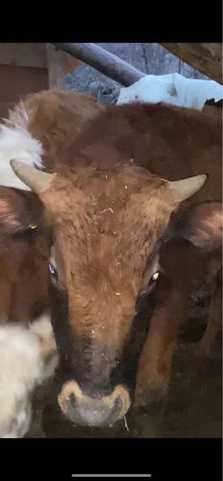 Быки бұха сатылады