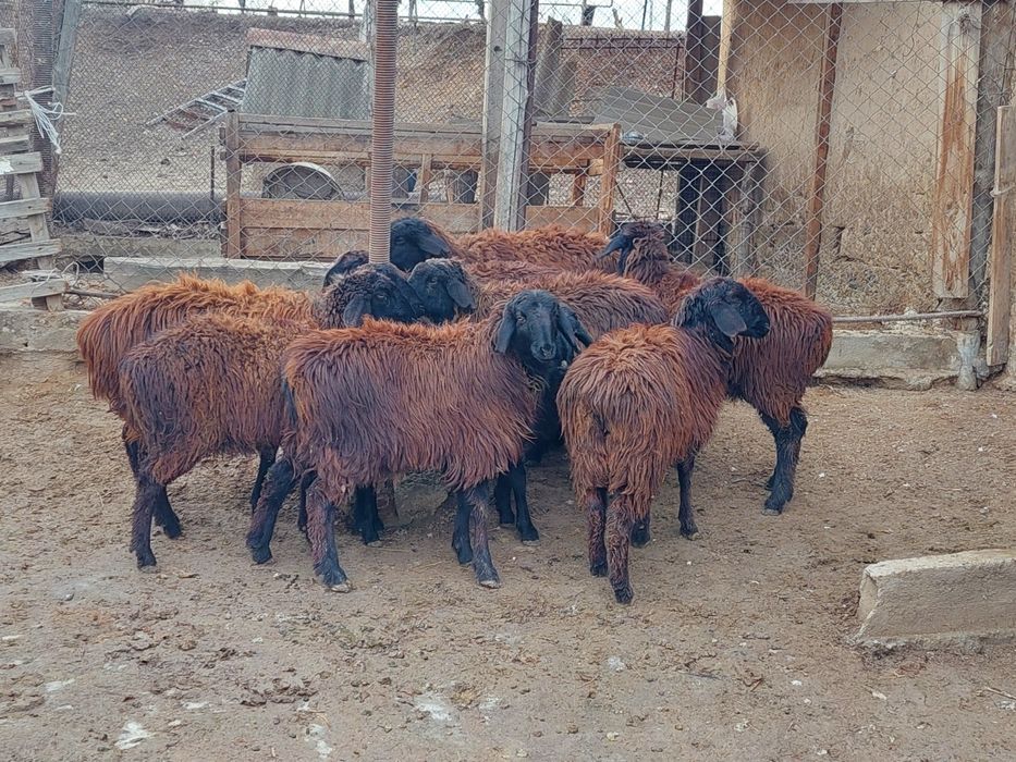 Ургашы токтылар сатылады